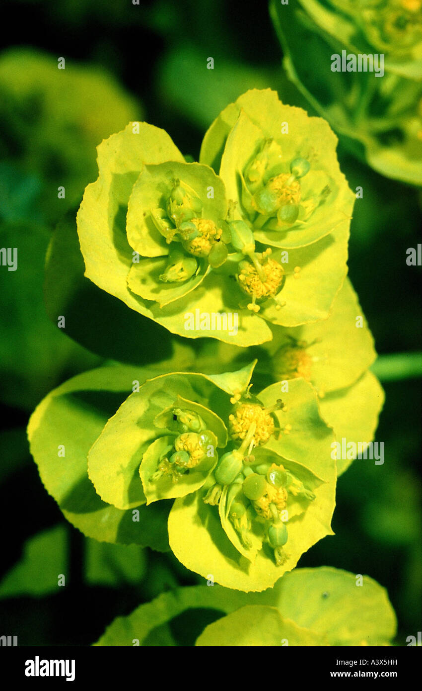 botany, Spurge, (Euphorbia), Wood Spurge, (Euphorbia amygdaloides), blossoms and buds, yellow, blooming, flowering, corolla, Eur Stock Photo