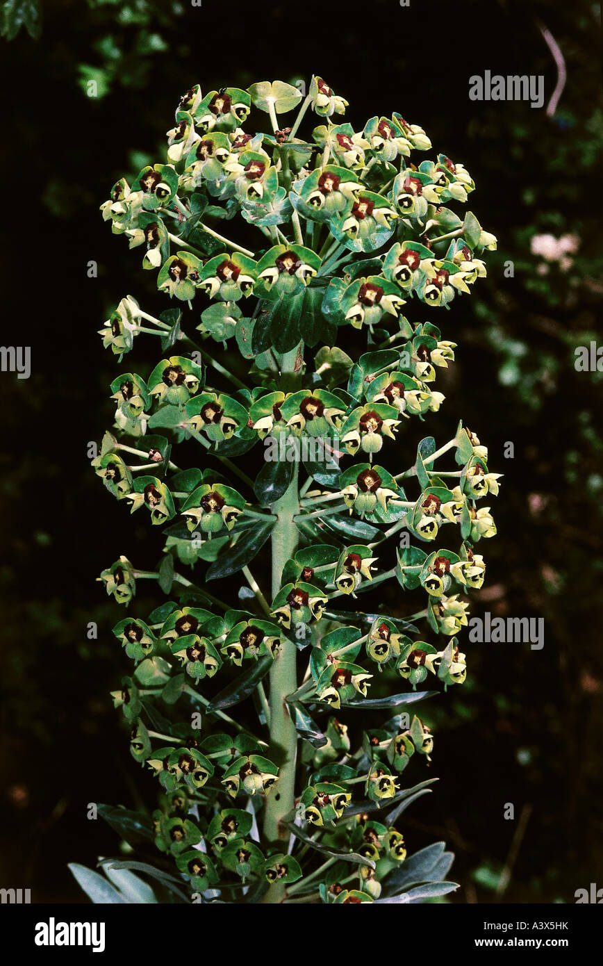 botany, Spurge, (Euphorbia), Albanian Spurge, (Euphorbia characias), blossoms, at shoot, Euphorbiaceen, Euphorbiaceae, Euphorbia Stock Photo