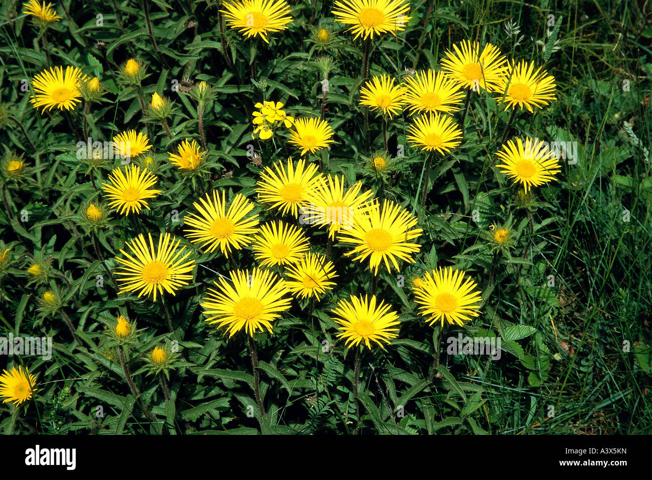 botany, fleabane, (Inula), Hairy fleabane, (Inula hirta), blossoms, at shoot, yellow, blooming, flowering, Capitulum, Asteridae, Stock Photo