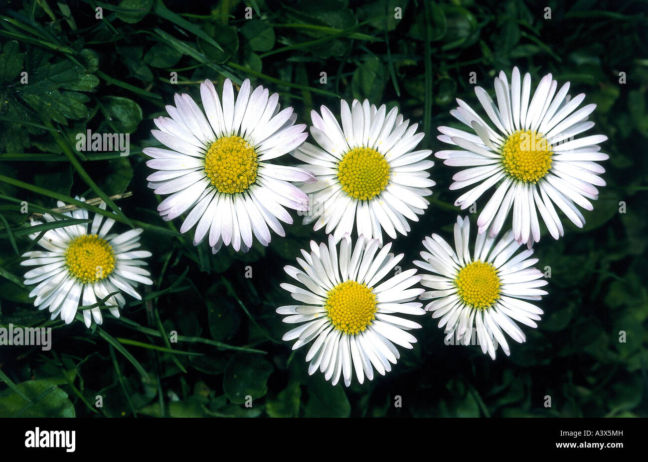 botany, daisy, (Bellis perennis), blossoms, Common Daisy, Asteraceae