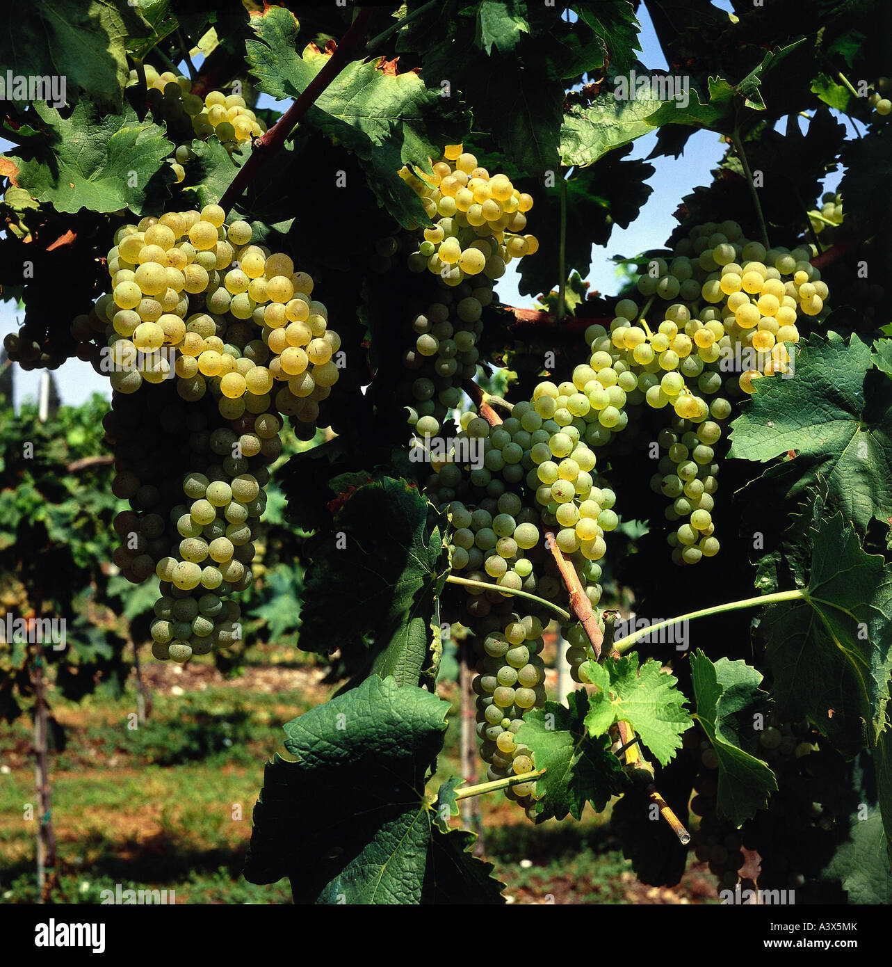 'botany, grape-vine, (Vitis), European grapevine, (Vitis vinifera), 'Custozza', grape, at vine, berry, berries, bunches of gra Stock Photo