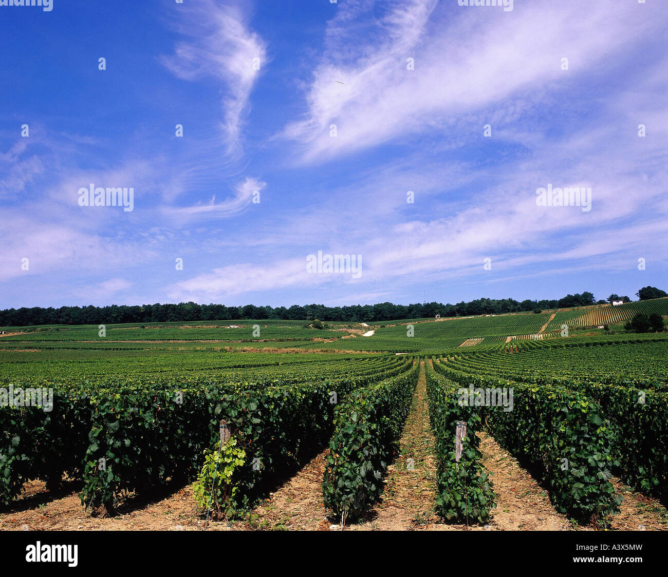 'botany, grape-vine, (Vitis), European grapevine, (Vitis vinifera), 'Champagner', vineyard, vine, Champagne, France, wine-grow Stock Photo