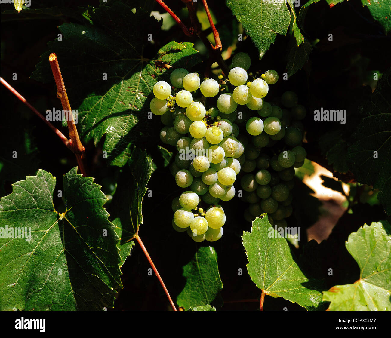 'botany, grape-vine, (Vitis), European grapevine, (Vitis vinifera), 'Champagner', grape, at vine, wine, berry, berries, bunche Stock Photo
