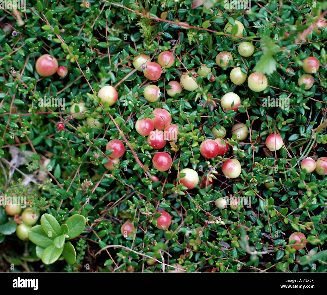 botany, Vaccinium, Cranberry, (Vaccinium oxycoccus), American Cranberry, (Vaccinium oxycoccus macrocarpon), berries, at shrub, C Stock Photo