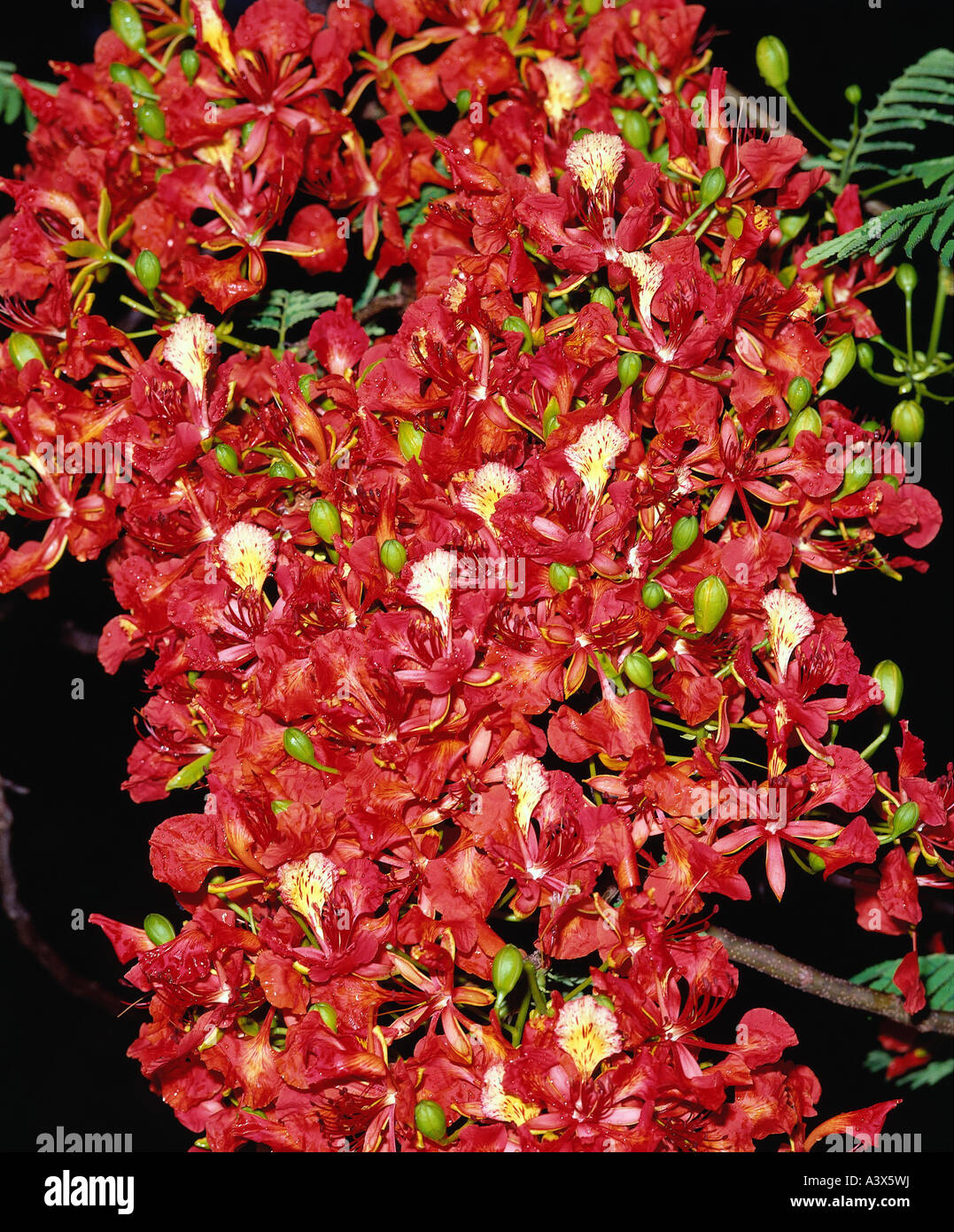 botany, Delonix, Delonix regia, blossoms and buds, red, blooming, blossom, Fabaceae, Poinciana, Leguminosae, Fabales, Rosidae, C Stock Photo