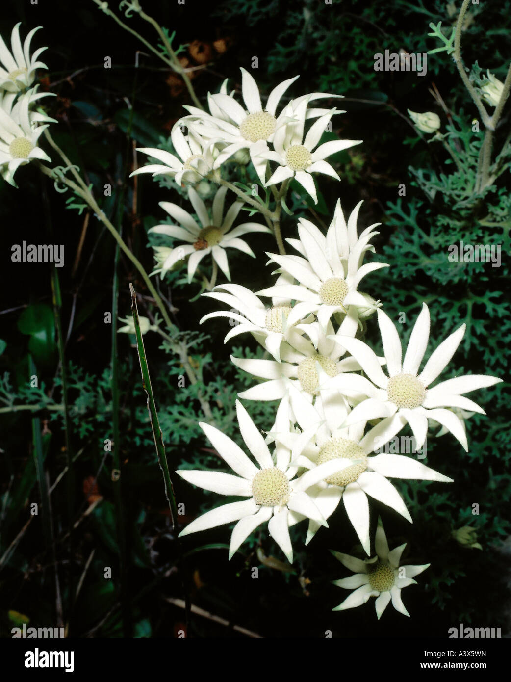 botany, Flannel Flower, (Actinotus helianthi), blossoms, blossom, white, flowering, blooming, Stock Photo