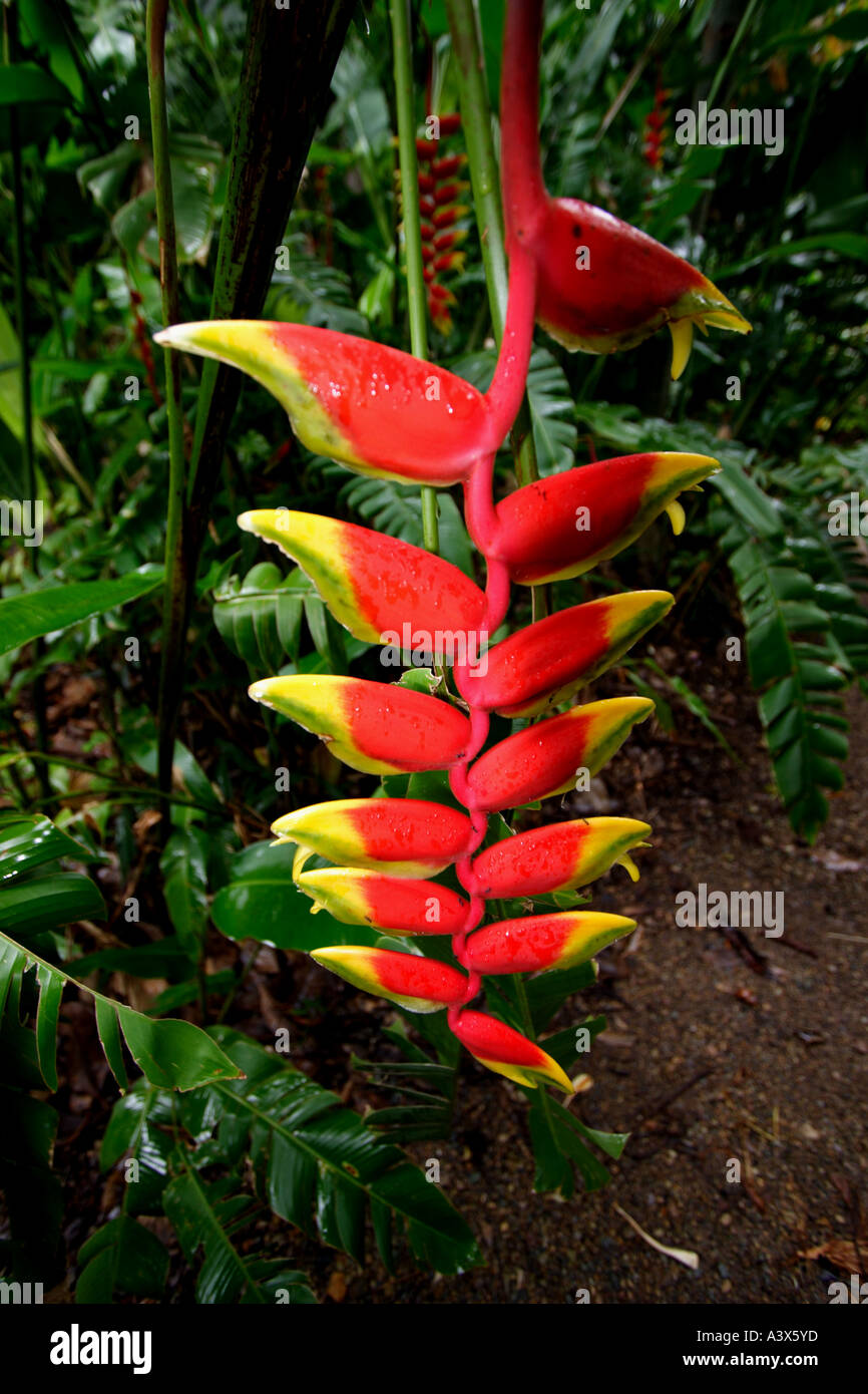 CLOSE UP OF A HELICONIA PLANT VERTICAL BAPDb5268 Stock Photo