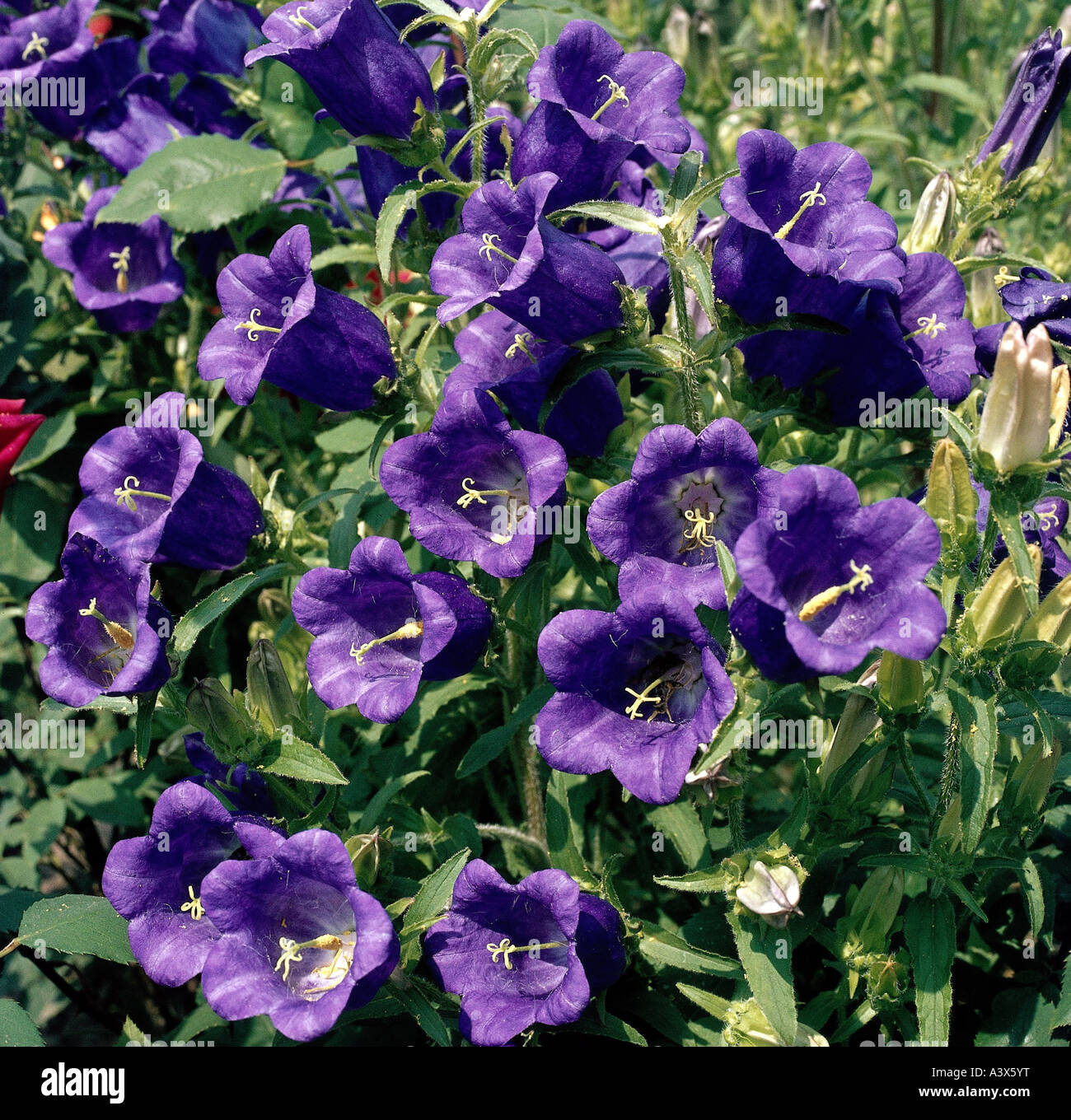 botany, bellflower, (Campanula), Canterbury Bells, (Campanula medium), blossoms, purple, flowering, blooming, Campanulaceae, Ast Stock Photo