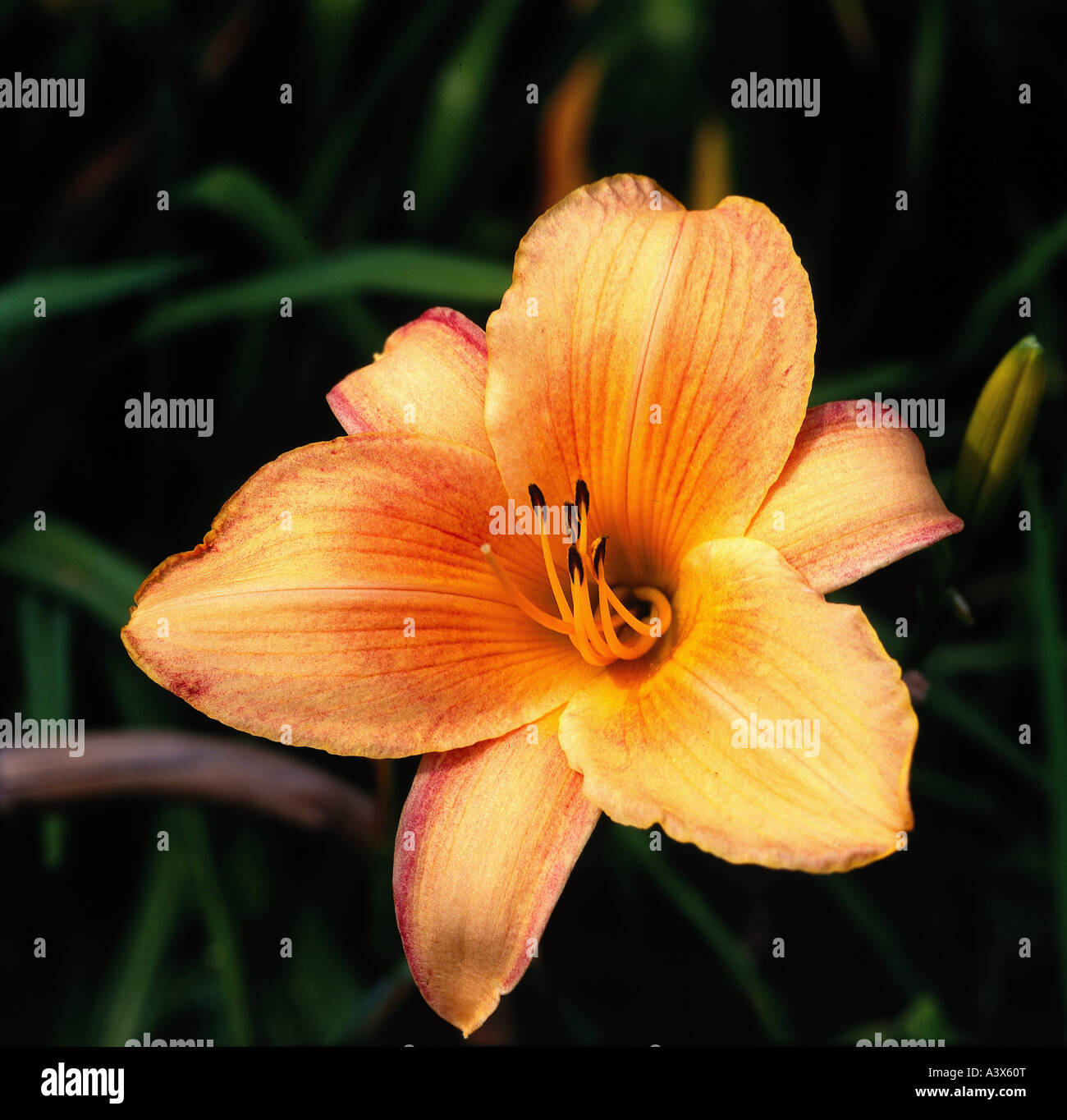 'botany, Daylily, (Hemerocallis), cultivar: 'Rose of Granada', blossom, stamen, pistil, leaves, blooming, opened, lily, yellow Stock Photo