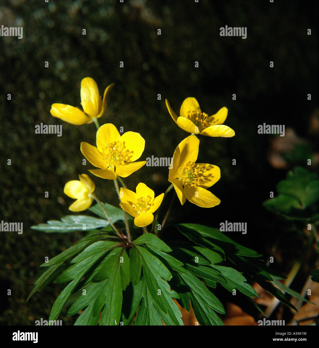 botany, Anemone, Yellow Wood Anemone, (Anemone ranunculoides), blossoms, at shoot, Magnoliidae, Ranunculales, Ranunkel, Ranuncul Stock Photo