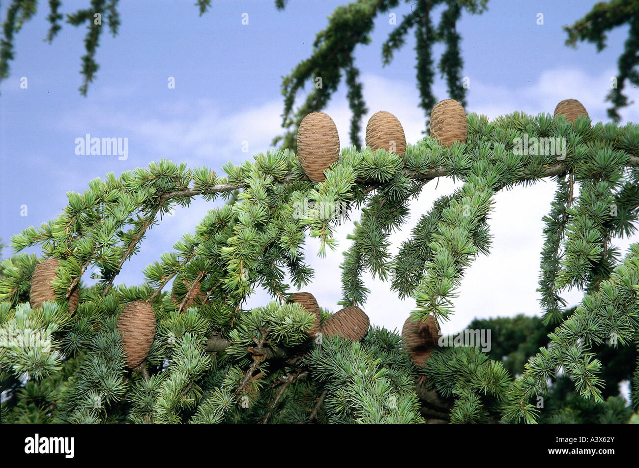 botany, Cedar, (Cedrus), Lebanon Cedar, (Cedrus libani), cones on branch, tree, cone, Pinaceae, Pinaophyta, Coniferales, green, Stock Photo