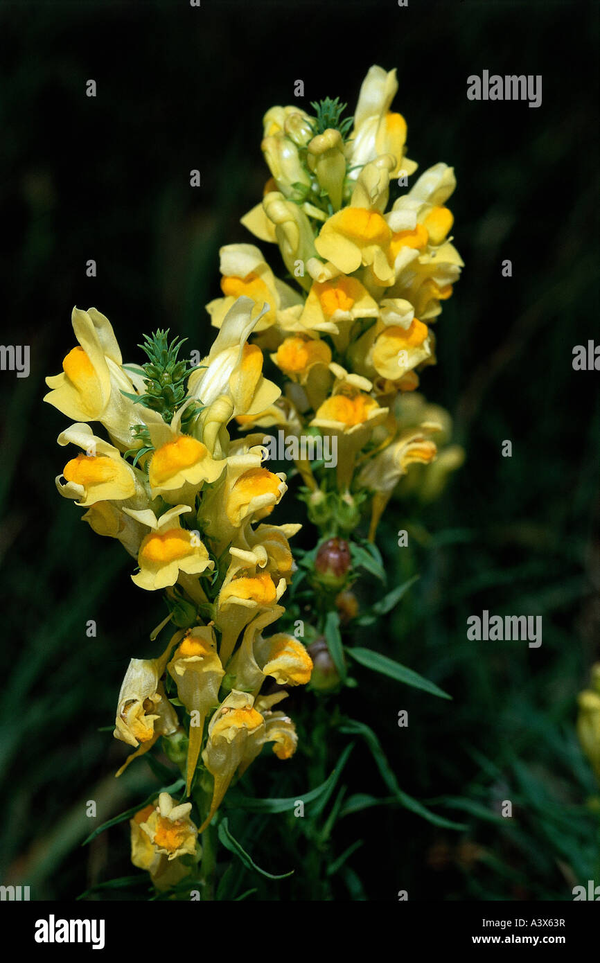 botany, toadflax, (Linaria), Common toadflax, (Linaria vulgaris), blossoms, at shoot, yellow, blooming, blossom, Plantaginaceae, Stock Photo