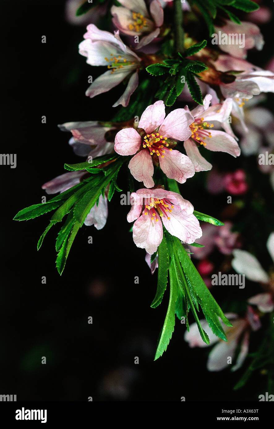 botany, Dwarf Russian almond, (Prunus tenella), blossoms, at branch, leaf, leaves, blooming, Rosaceae, Rosidae, Rosales, Amygdal Stock Photo