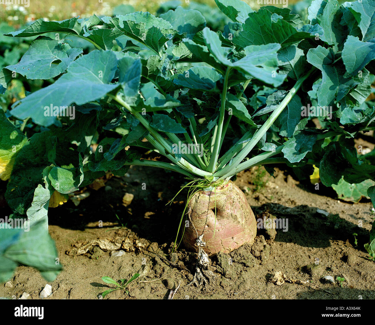 botany, Rutabaga, (Brassica napus), in ground, swede, turnip, growing, growth, leaves, Brassicaceae, in ground, Cruciferae, Bras Stock Photo
