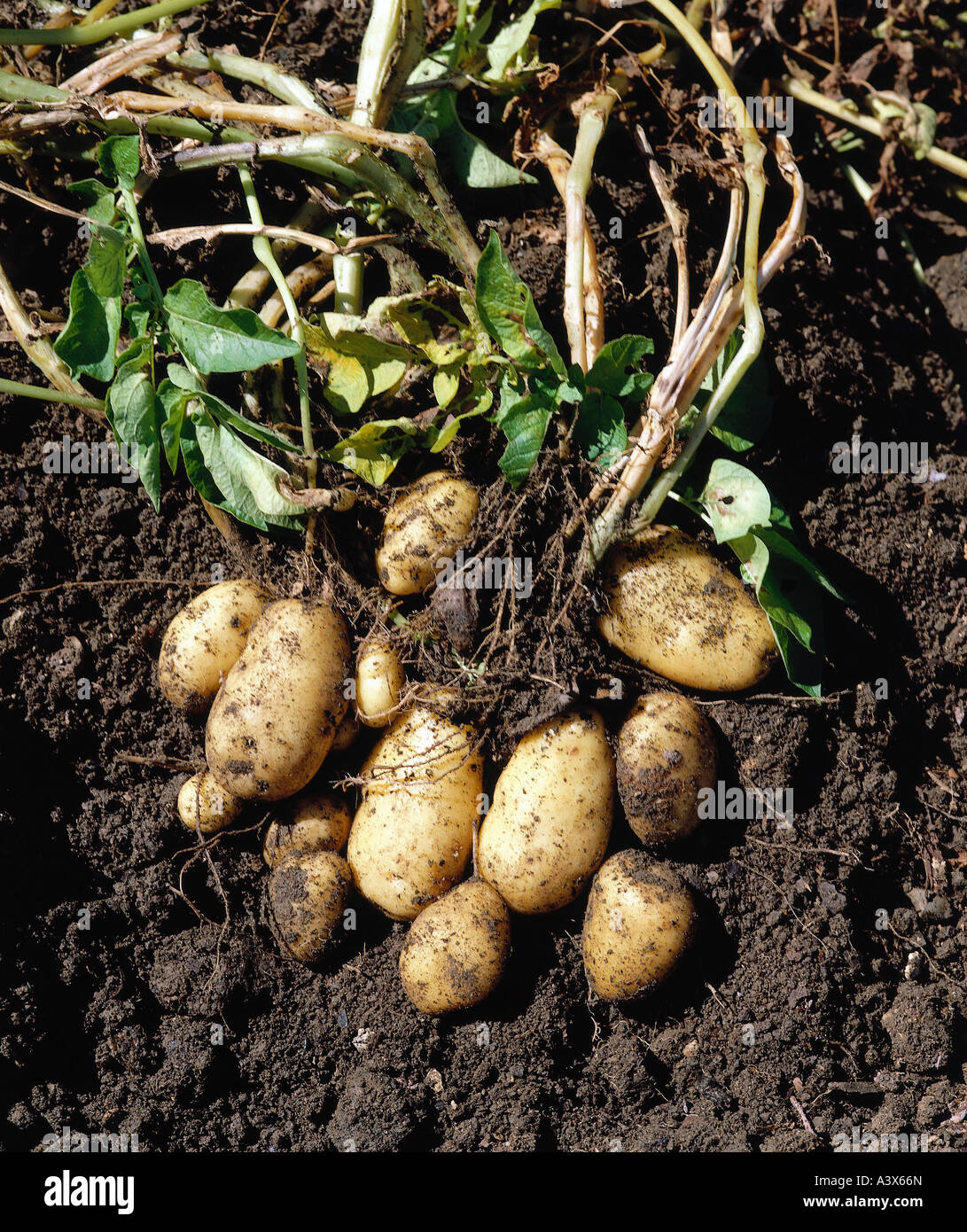 botany, potato, (Solanum tuberosum), potatoes, in ground, seed tubers, Asteridae, Solanales, Solanaceae, Stock Photo