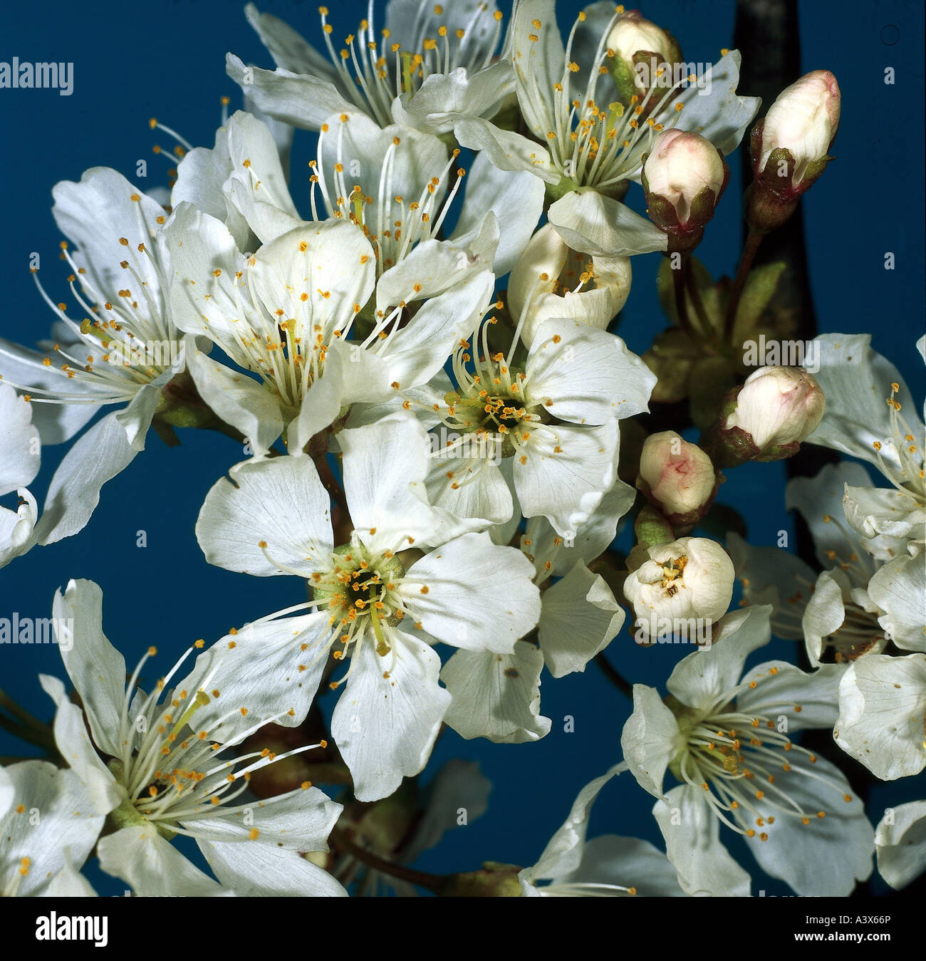 botany, Wild Cherry, (Prunus avium), blossoms, white, blooming, flowering, Rosaceae, Rosidae, Rosales, Stock Photo