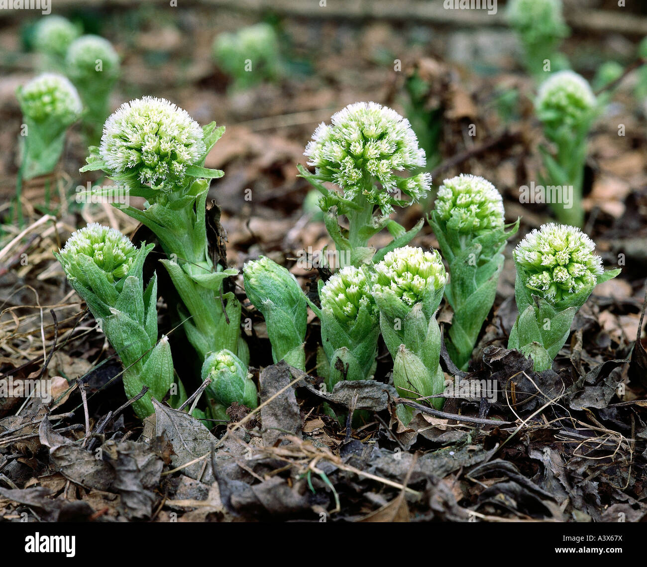 botany, Butterbur, (Petasites), White Butterbur, (Petasites hybridus), on ground, corolla, white, Petasites officinales, Composi Stock Photo