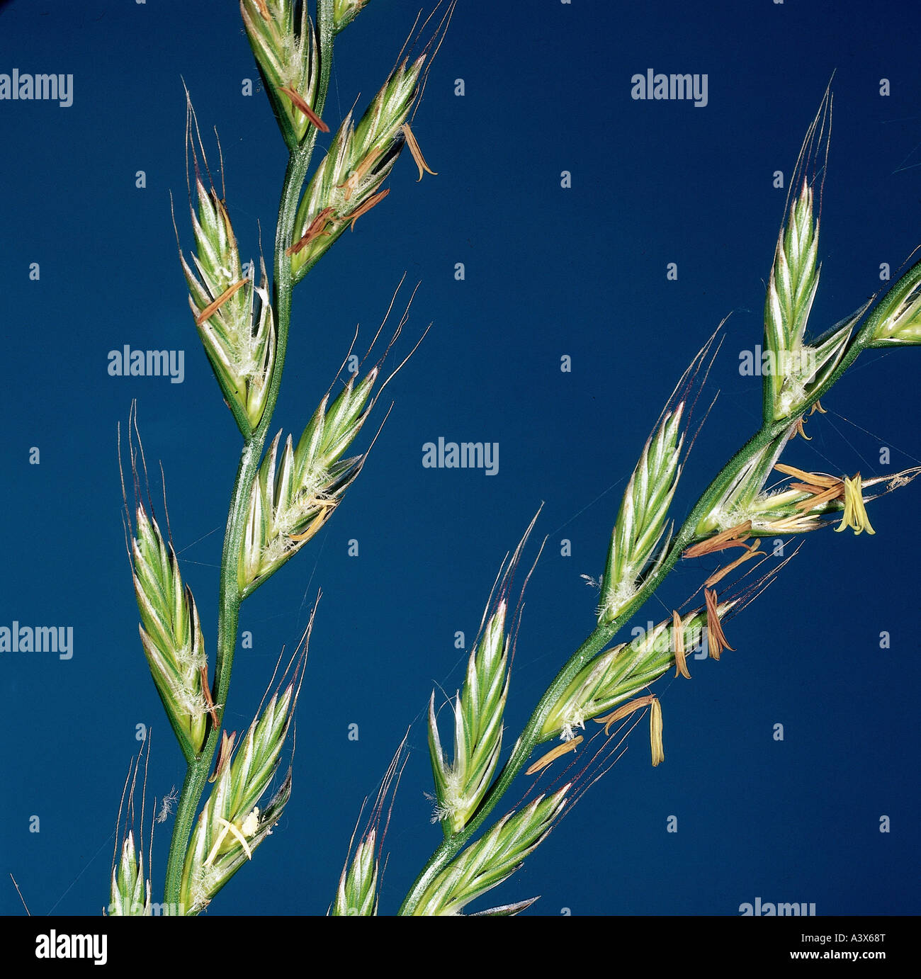 'botany, gras, (Lolium), 'Italian Ryegrass', (Lolium multiflorum), tares, grasses, ear, eares, Poaceae, Glumiflorae, Cyperales Stock Photo