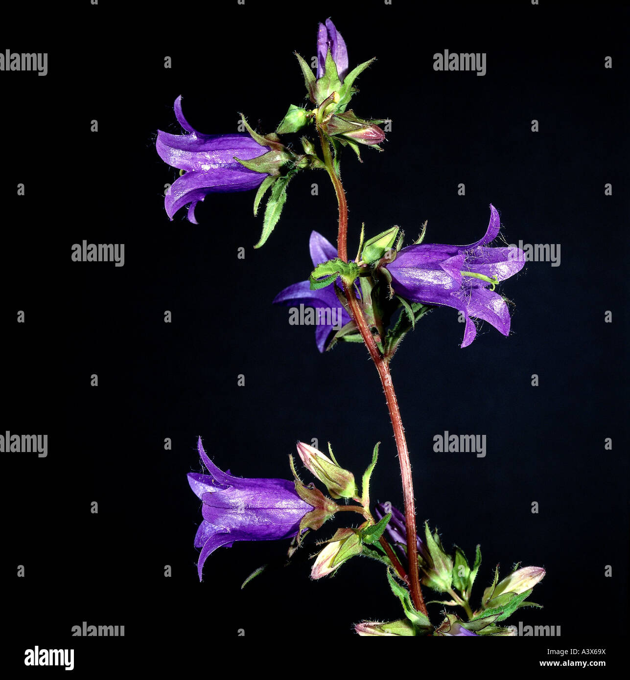 botany, bellflower, (Campanula), Nettle Leaved Bellflower, (Campanula trachelium), blossoms, at shoot, studio shot, purple, flow Stock Photo