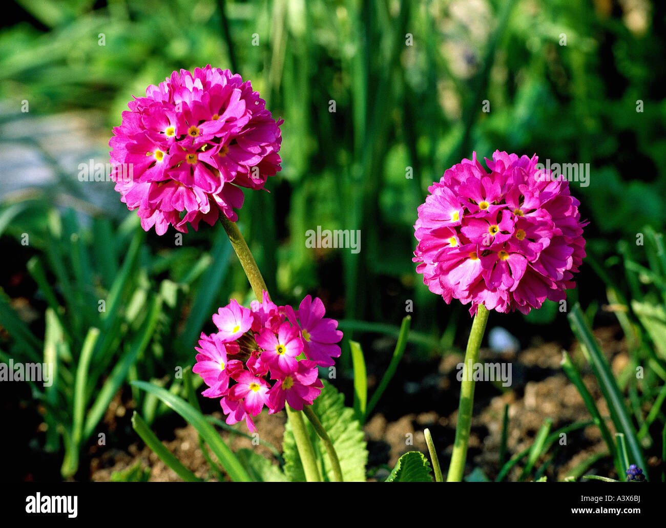 Primula Confetti Flowers from Italy
