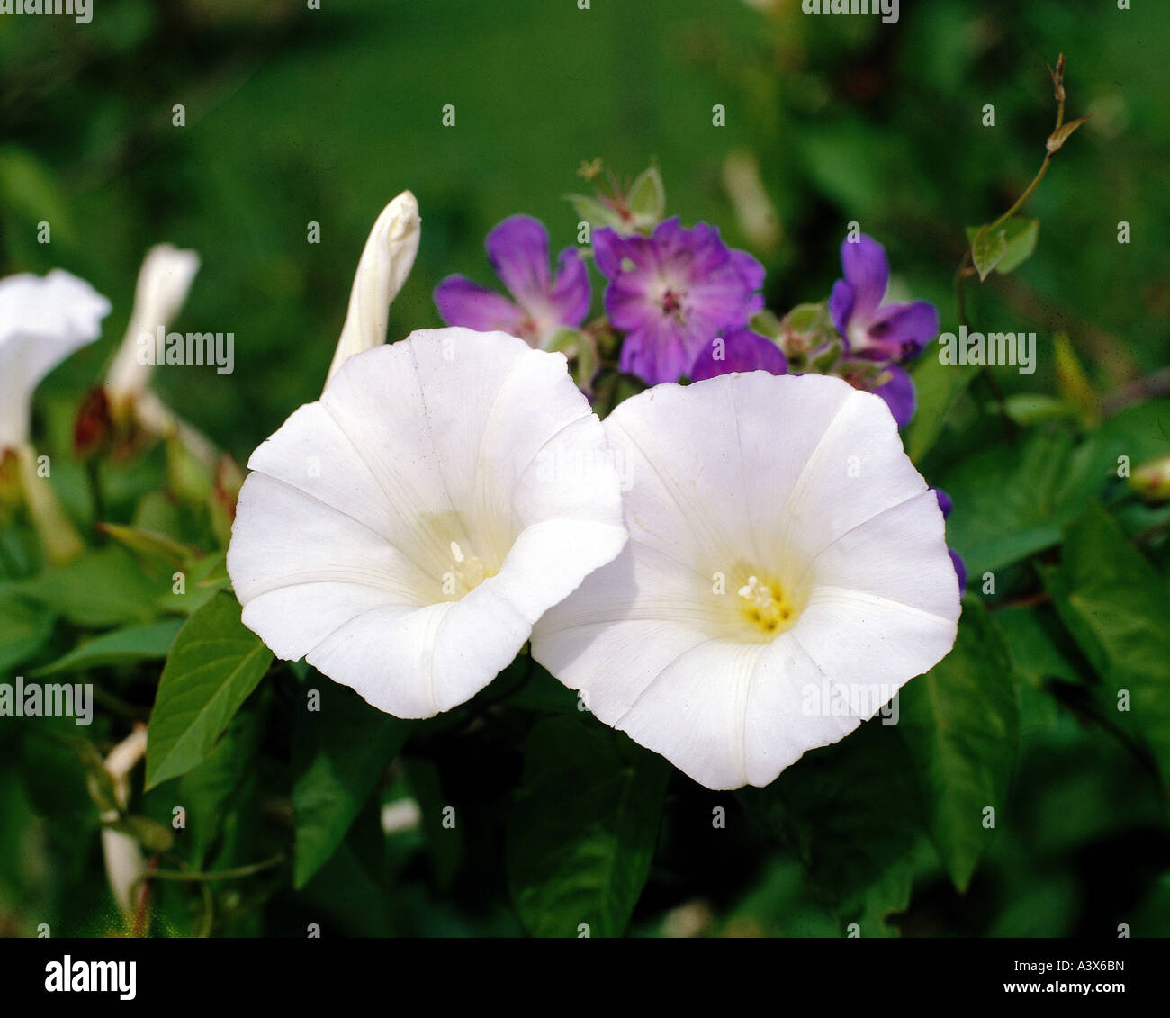 botany, bindweed, (Calystegia), Large Bindweed,(Calystegia sepium), blossoms, white, blooming, flowering, Convolvulus sepium, As Stock Photo