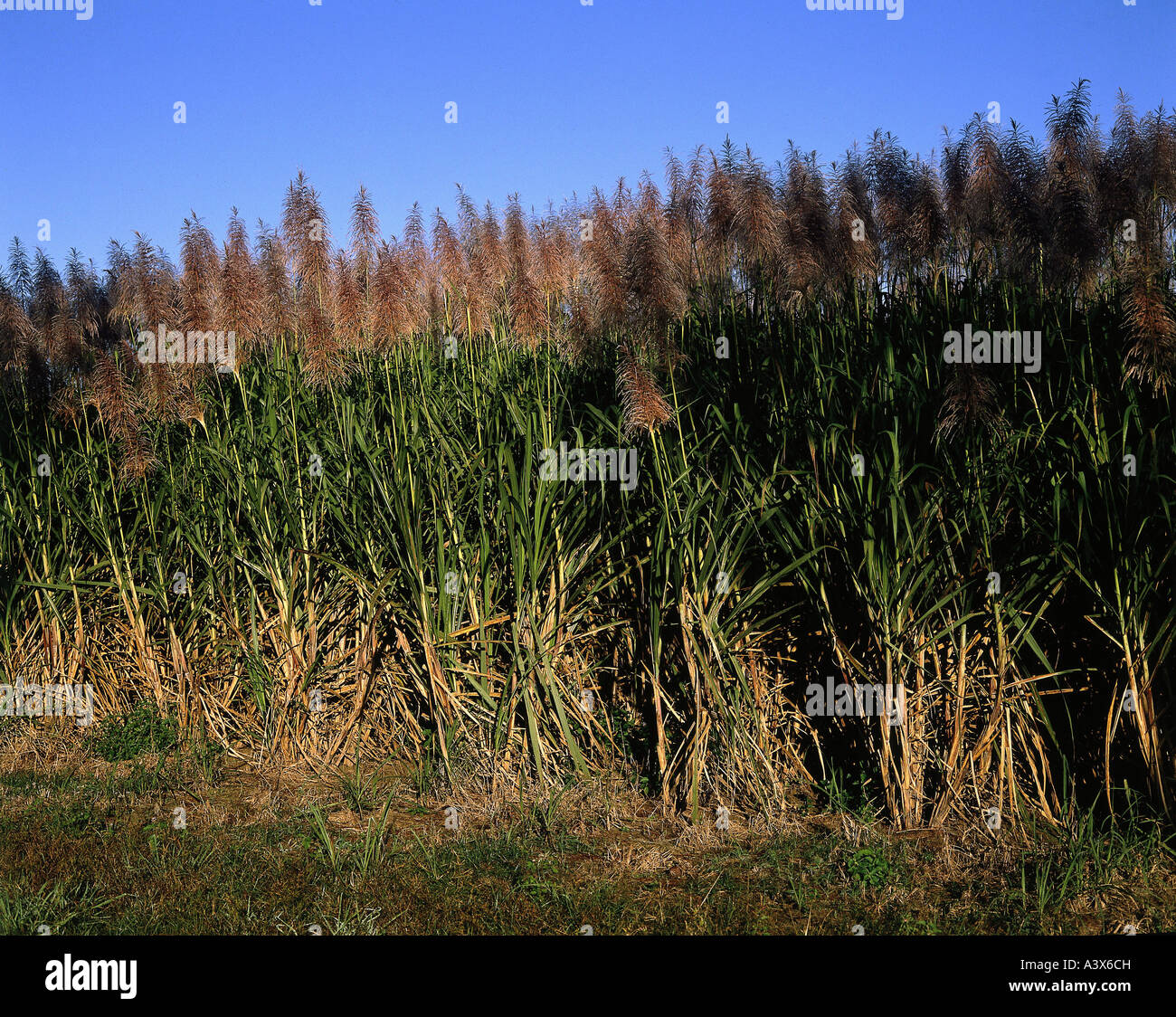 botany, Sugarcane, (Saccharum officinarum), blooming, North Queensland, growing, Poaceae, sugar, cane, grass, Stock Photo