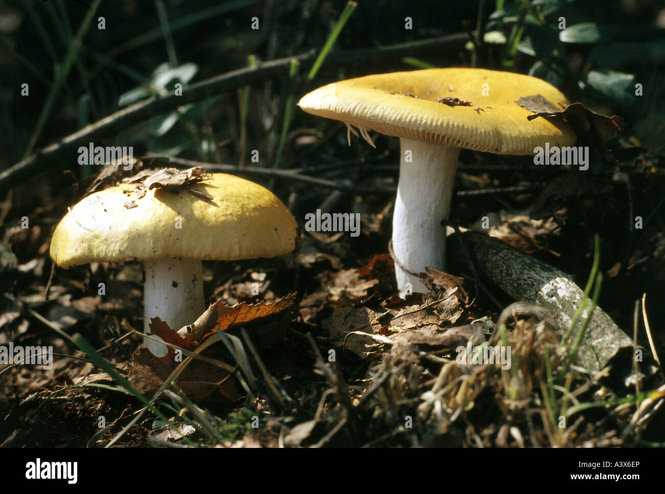 botany, fungi, Russula, Yellow Swamp Brittlegill, (Russula claroflava), two yellow mushrooms on woodground, eatable, edible mush Stock Photo