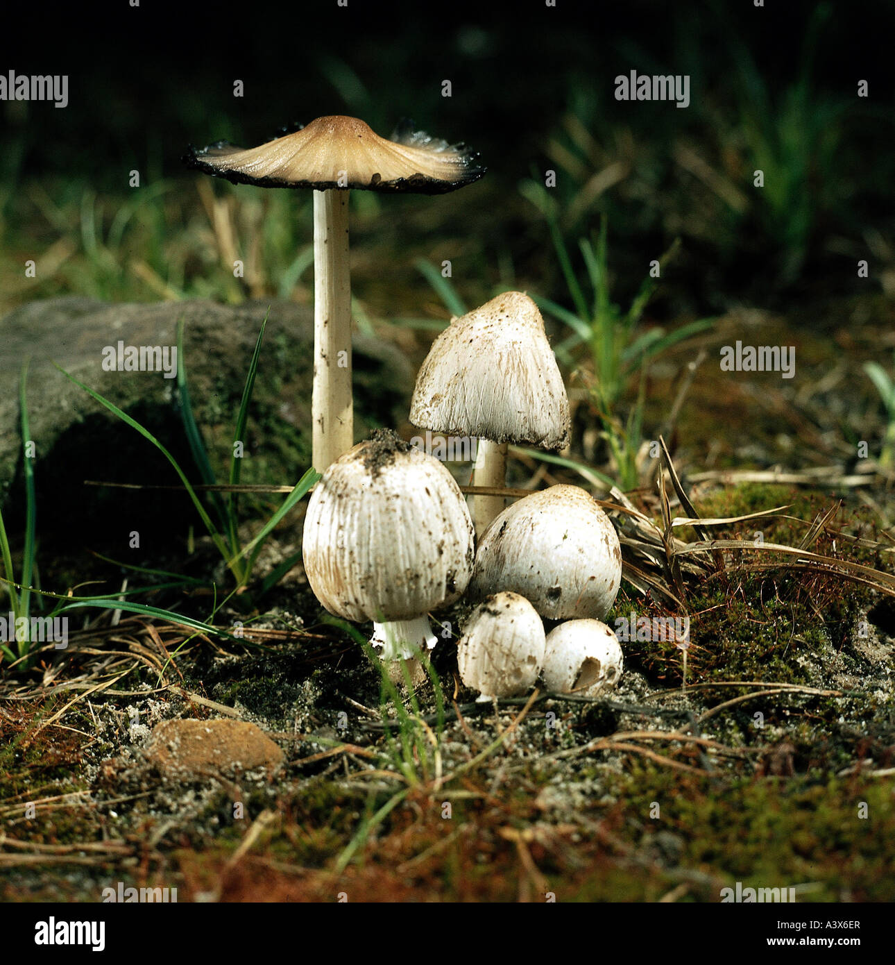 botany, fungi, Coprinus, Common Inkcap, (Coprinus atramentarius), some mushrooms on woodground, poisonous in connection with alc Stock Photo