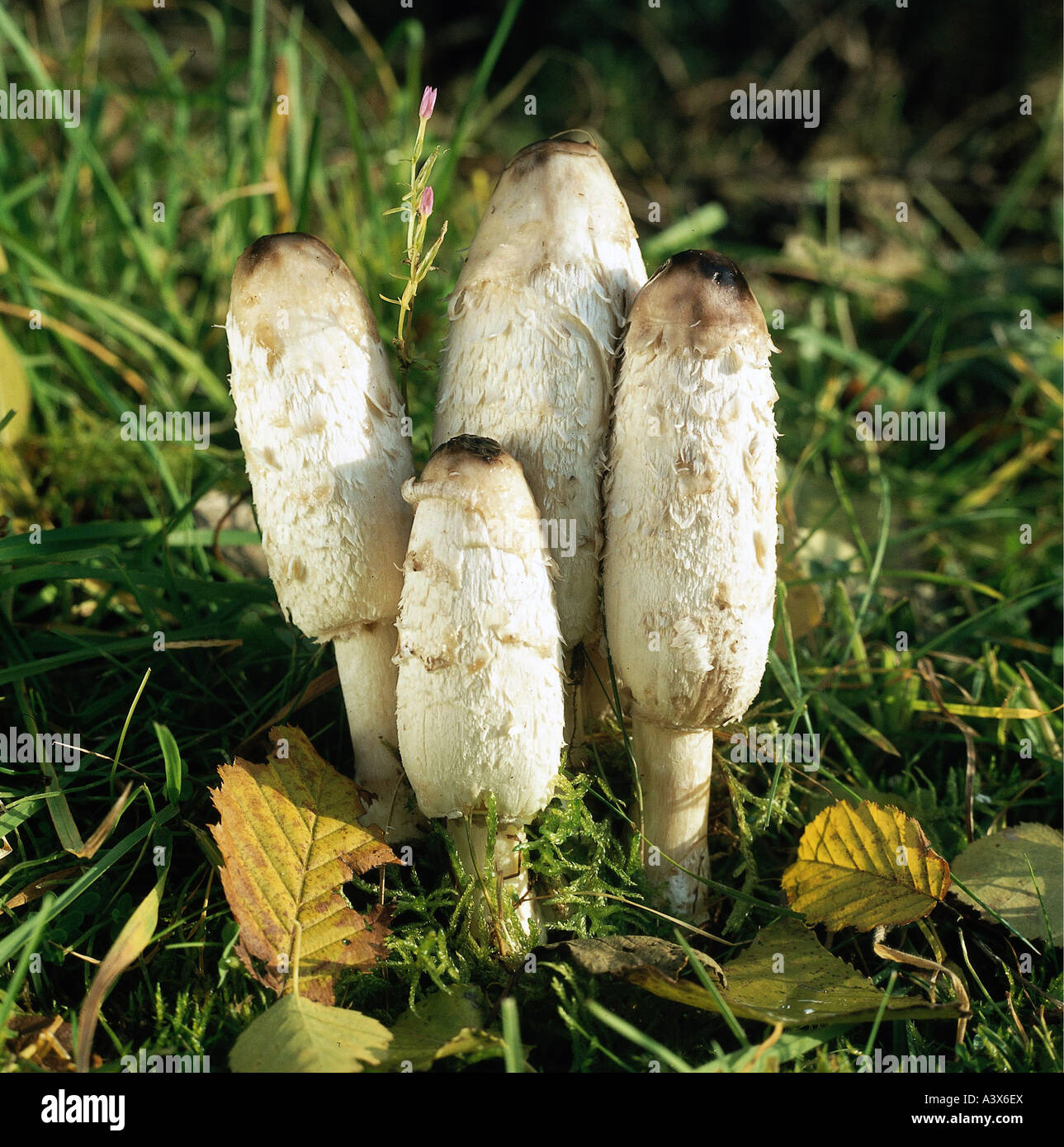 botany, fungi, Coprinus, Shaggy Inkcap, (Coprinus comatus), some mushrooms on woodground, eatable, edible mushroom, ink cap, sha Stock Photo