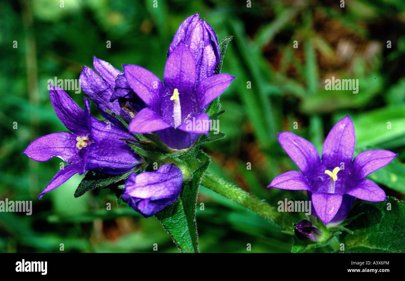 botany, Bellflower, (Campanula), Clustered bellflower, (Campanula glomerata), opened and closed blossoms, close-up, purple, bloo Stock Photo