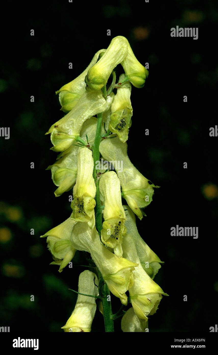 botany, Wolfsbane, (Aconitum), Wolfsbane, (Aconitum vulparia), yellow blossoms at shoot, detail, aconite, monkshood, Aconitum, L Stock Photo