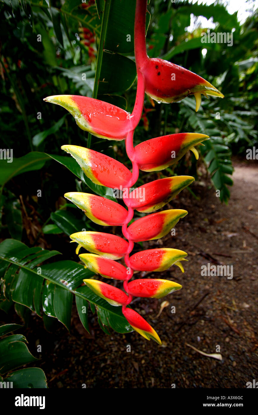 CLOSE UP OF A HELICONIA PLANT VERTICAL BAPDb5269 Stock Photo