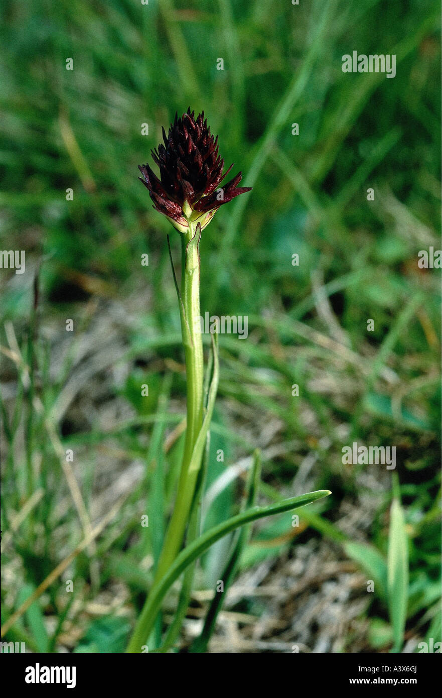 botany, Vanilla Orchid, (Nigritella), Black Vanilla Orchid, (Nigritella nigra), inflorescence, at shoot, Nigritella augustifolia Stock Photo