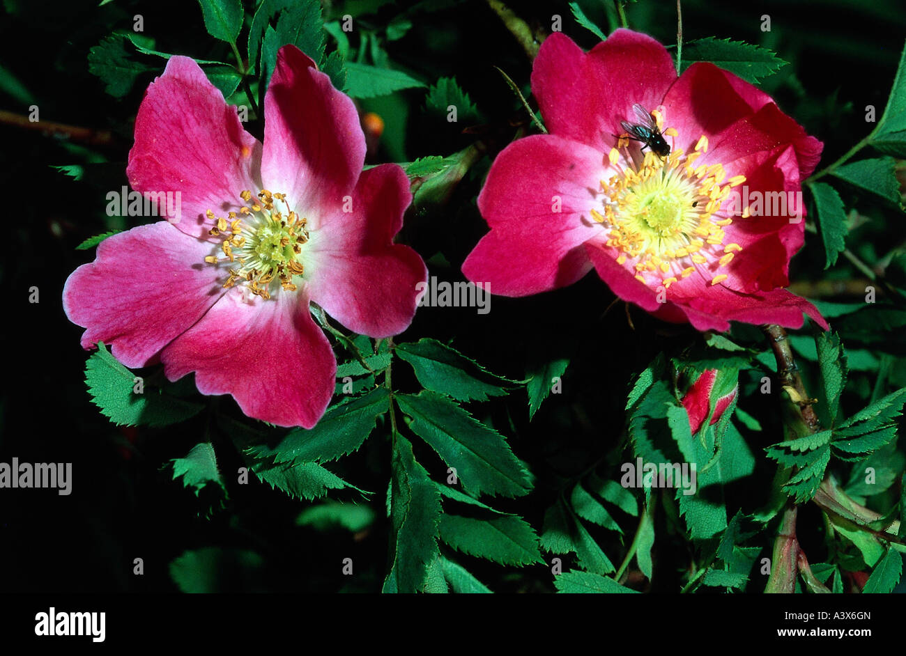 Alpine rose (rosa pendulina) hi-res stock photography and images - Alamy