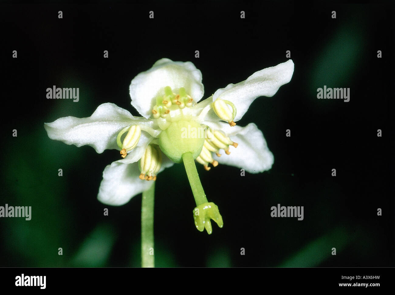 botany, wintergreen, (Pyrola), Single delight, (Pyrola uniflora), white blossom, detail, Lechtal, Pyrolaceae, Moneses uniflora, Stock Photo