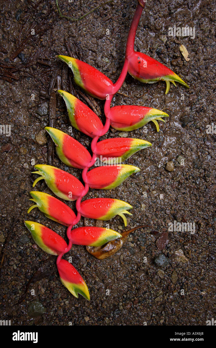CLOSE UP OF A HELICONIA PLANT BAPDb5272 vertical Stock Photo
