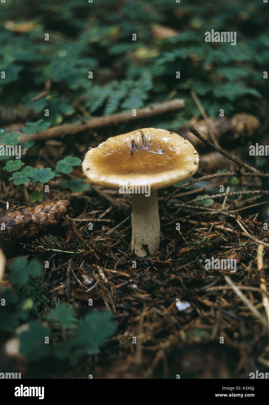 botany, fungi, Hygrophorus, Hygrophorus discoideus, on woodground, edible mushroom, eatable, mushrooms, Stock Photo