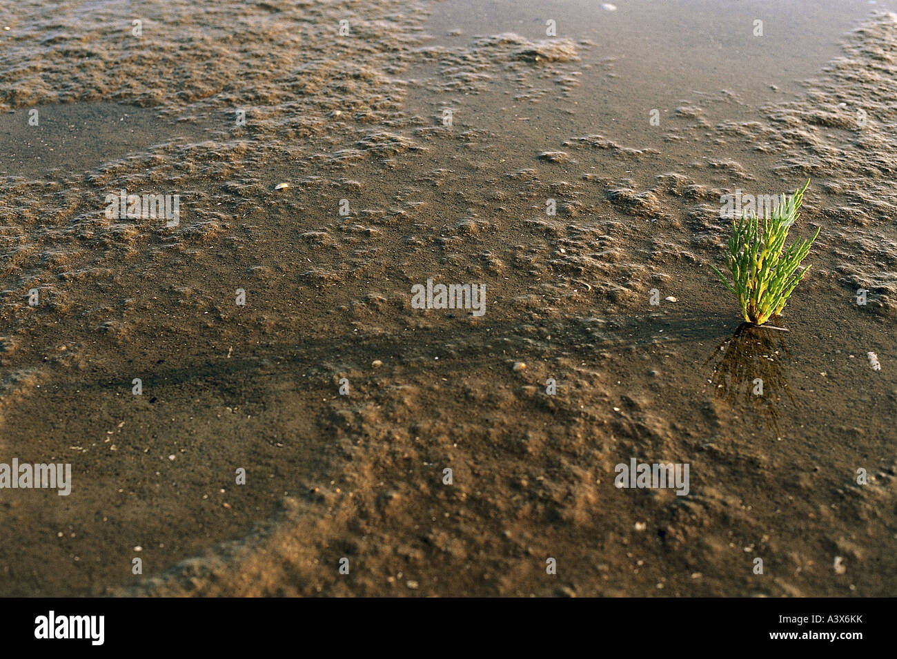 botany, glasswort, (Salicornia), Common Glasswort, (Salicornia europaea), in sand, mud flats, tideland, plant, sea, marsh samphi Stock Photo