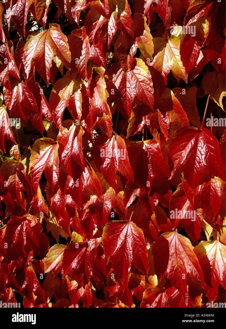 'botany, creepers, (Parthenocissus), Japaneese creeper, (Parthenocissus tricuspidata), sort, 'Veitchii', leaves, Boston ivy, G Stock Photo