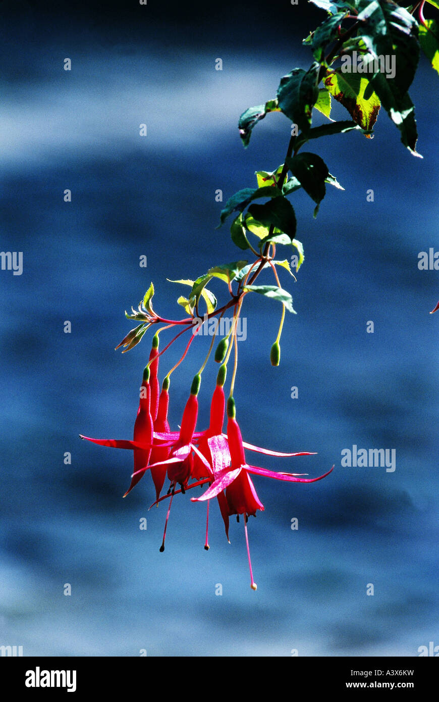 botany, Fuchsia, (Fuchsia), blossoms and buds, at branch, Onagraceae, Rosidae, Myrtales, Stock Photo