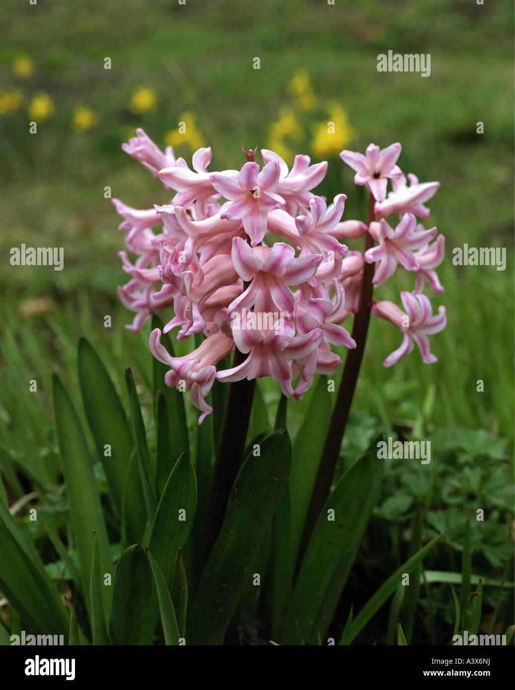 "botany, Hyacinthus, "Garden Hyacinth" (Hyacinthus orientalis), several