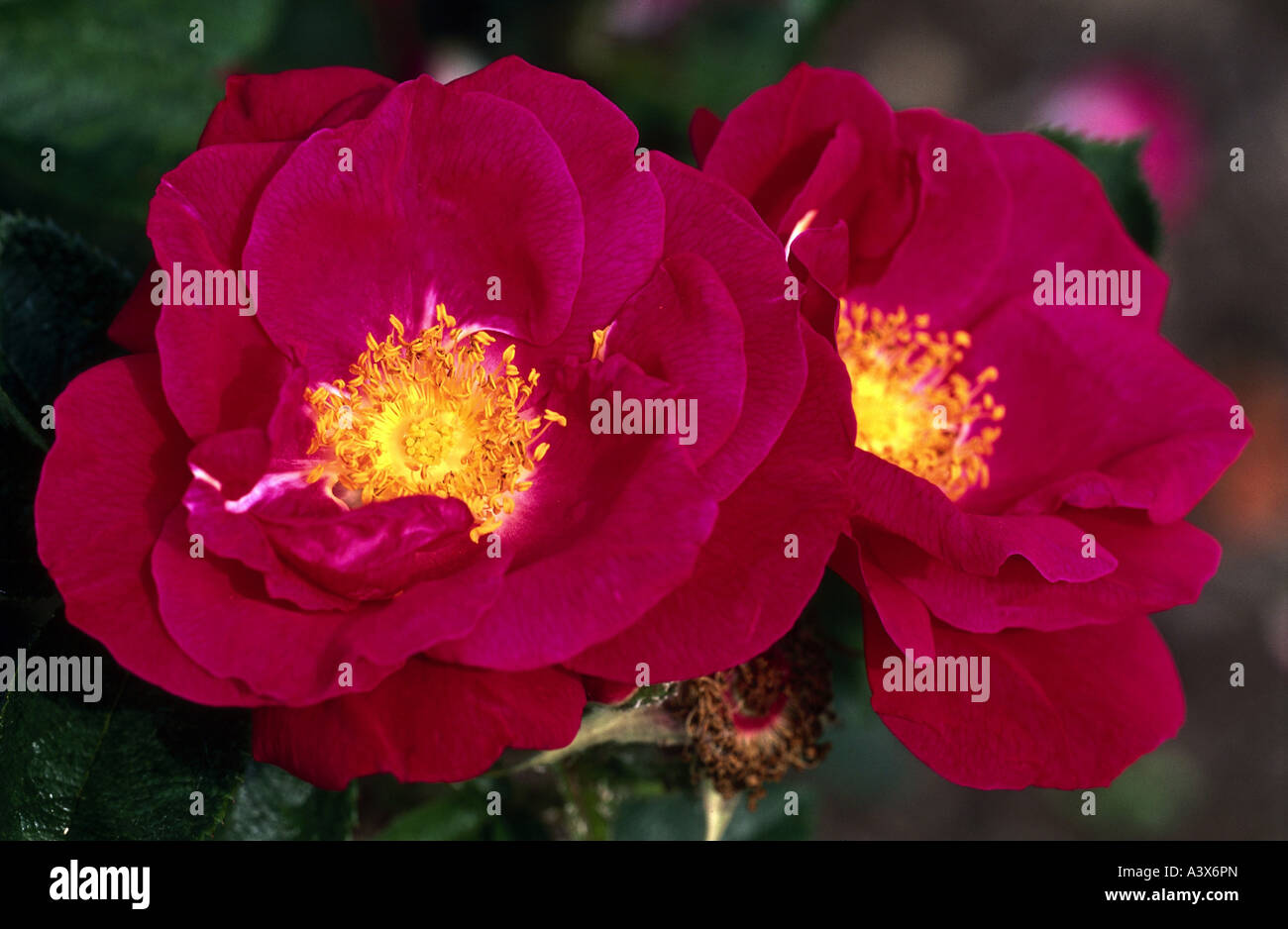 'botany, Rosa, 'Gallic Rose' (Rosa gallica), two flowers, bloom, blooming, flowering, flower, French Rose, Rose of Provinces, Stock Photo