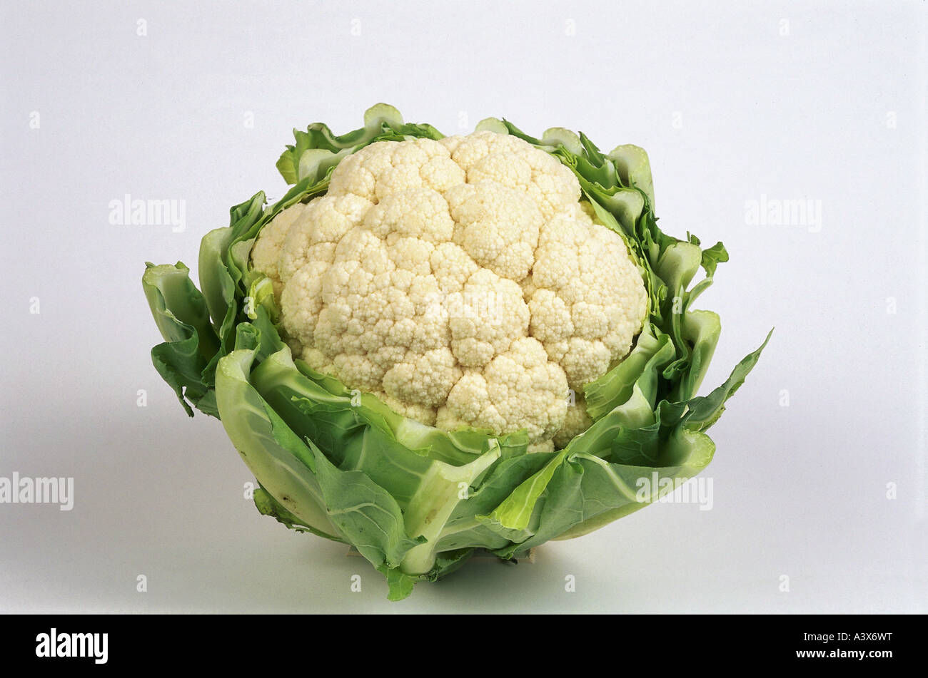 "botany, "Cauliflower" (Brassica oleracea var. botrytis), flower bud