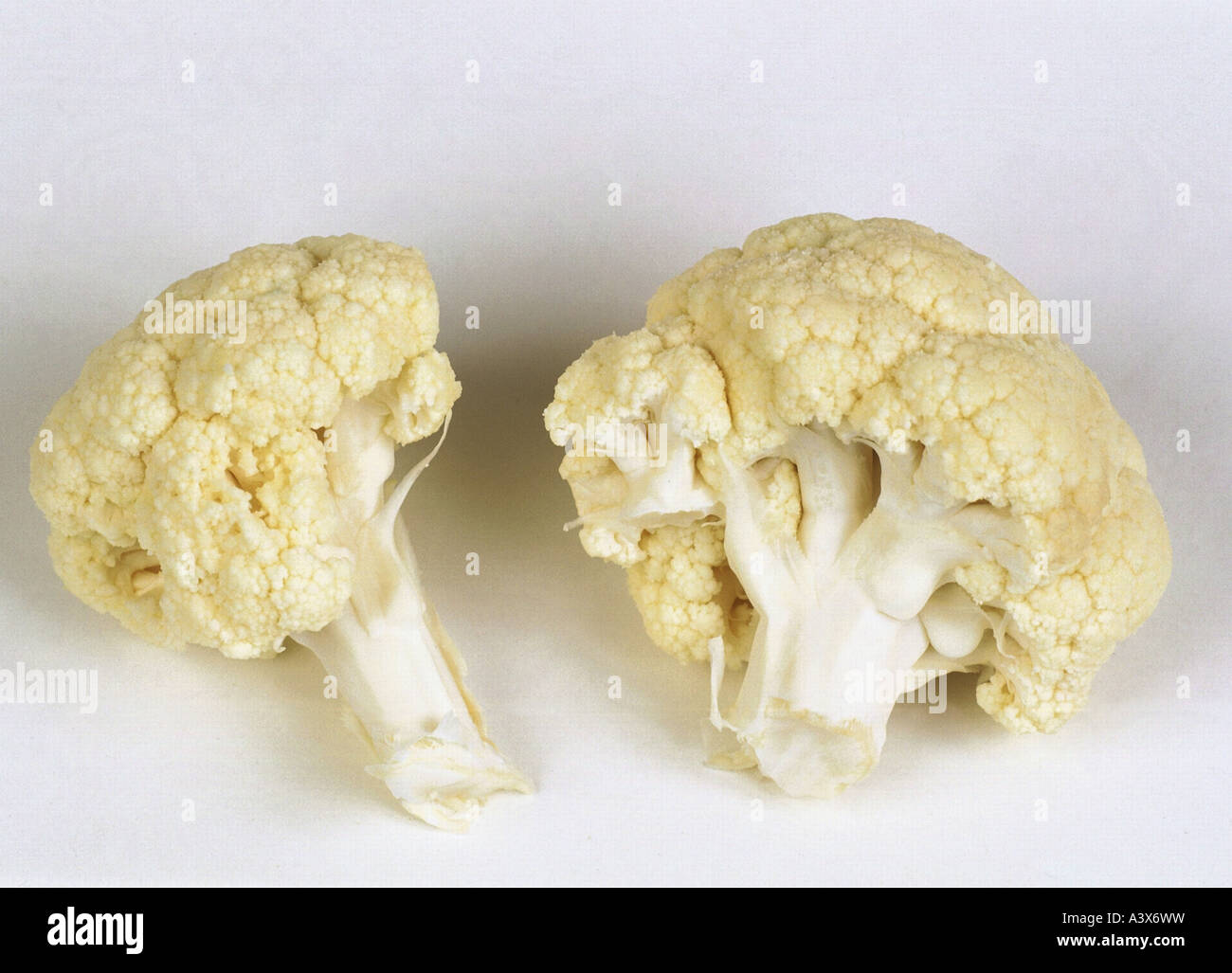 "botany, "Cauliflower" (Brassica oleracea var. botrytis), two parts of