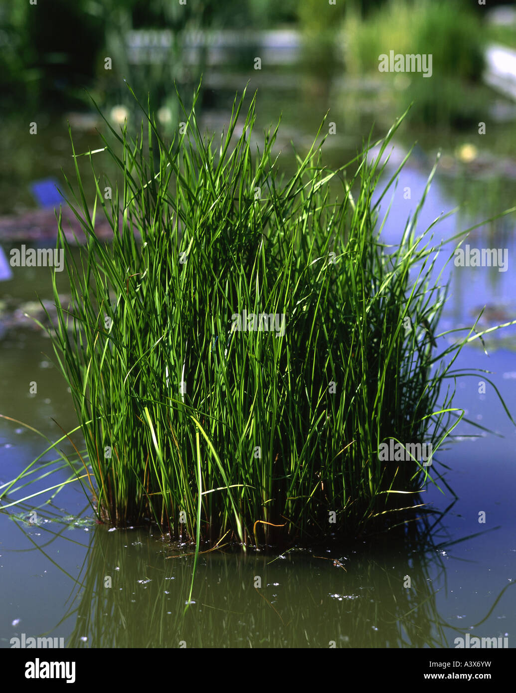 'botany, Butomus, 'Flowering Rush' (Butomus umbellatus), plant in water, grass rush, aquatic, Butomaceae, ' Stock Photo