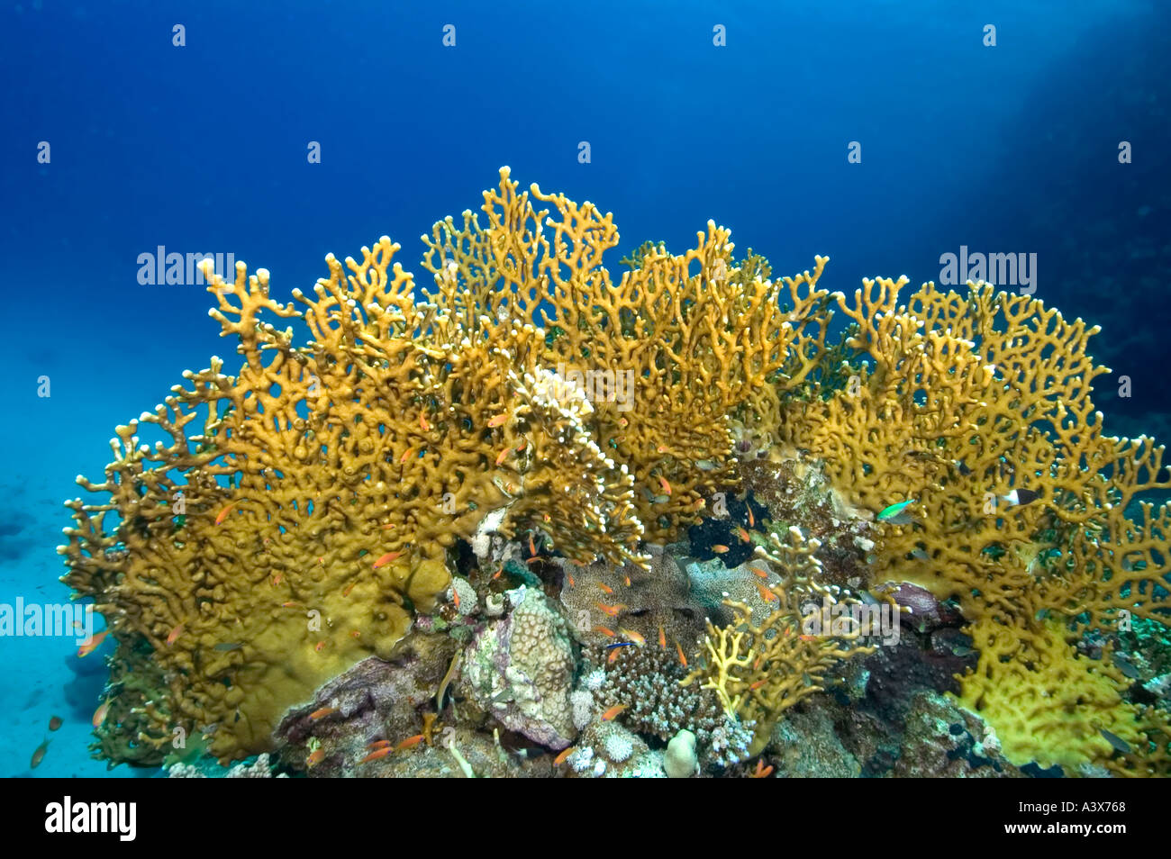 Fire Coral (Millepora dichotoma) Southern Red Sea, Egypt Stock Photo ...