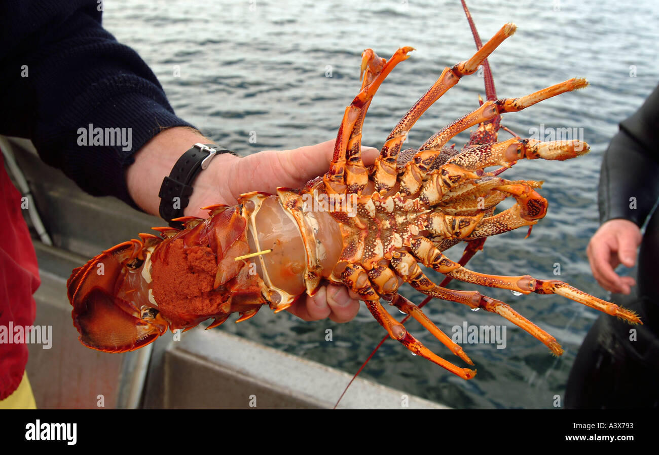 Female rock lobster with eggs Tasmania Australia, photo by Bruce Stock