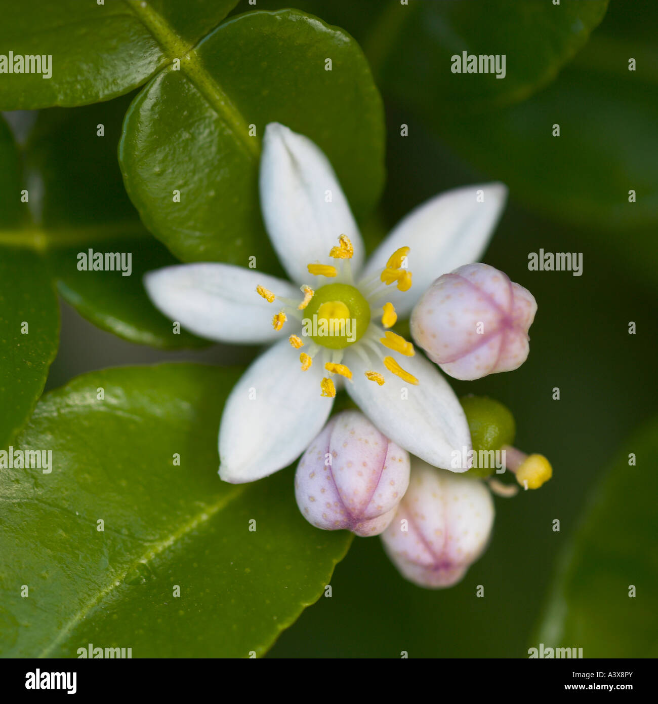 Citrus hystrix Kaffir Lime flower and leaves Stock Photo Alamy