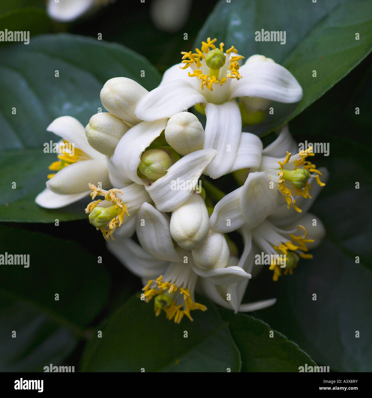 Citrus limon x Ponderosa Lemon bunch of flowers Stock Photo