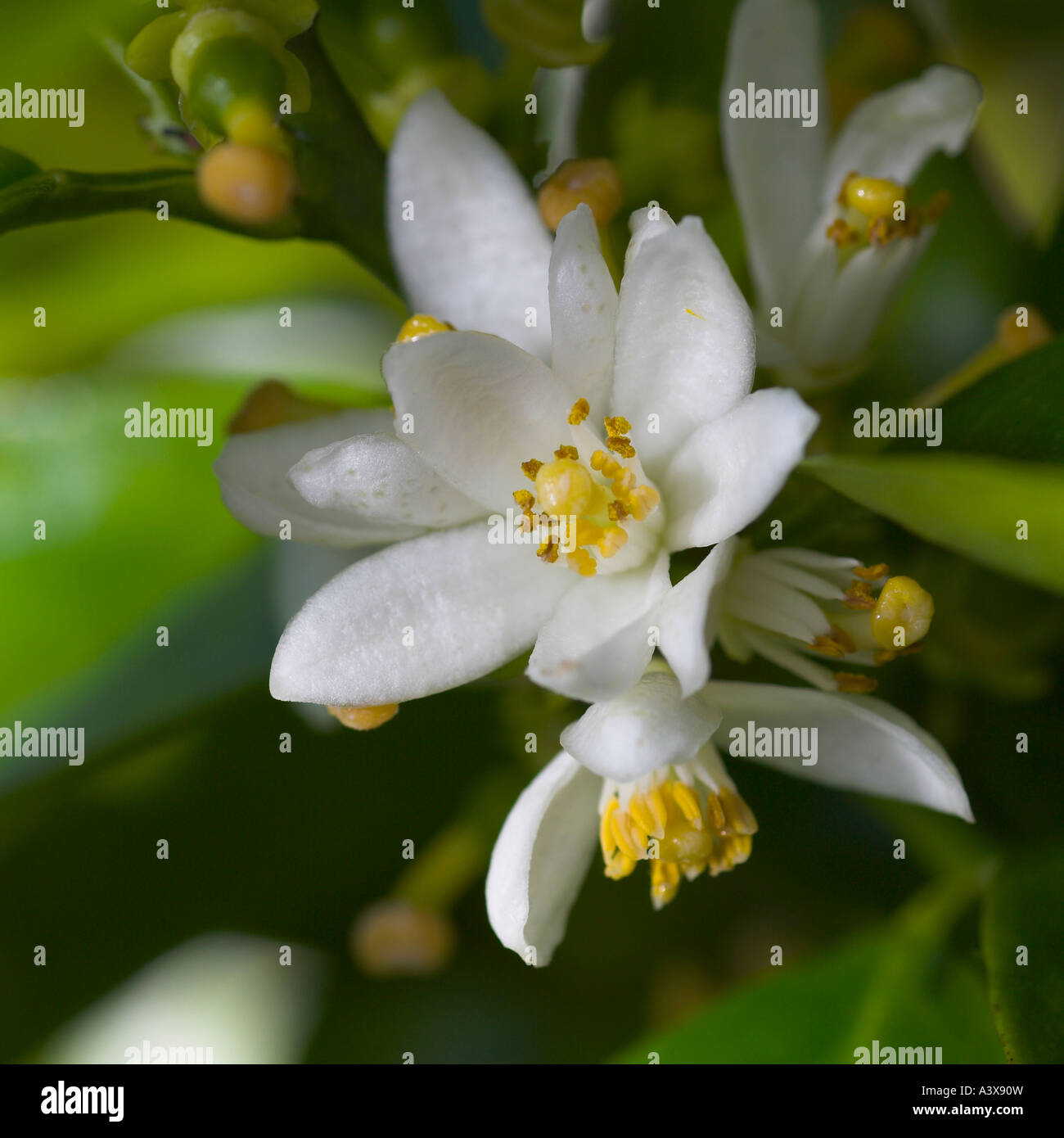 Citrus reticulata x Nova clementine mandarin flowers Stock Photo Alamy